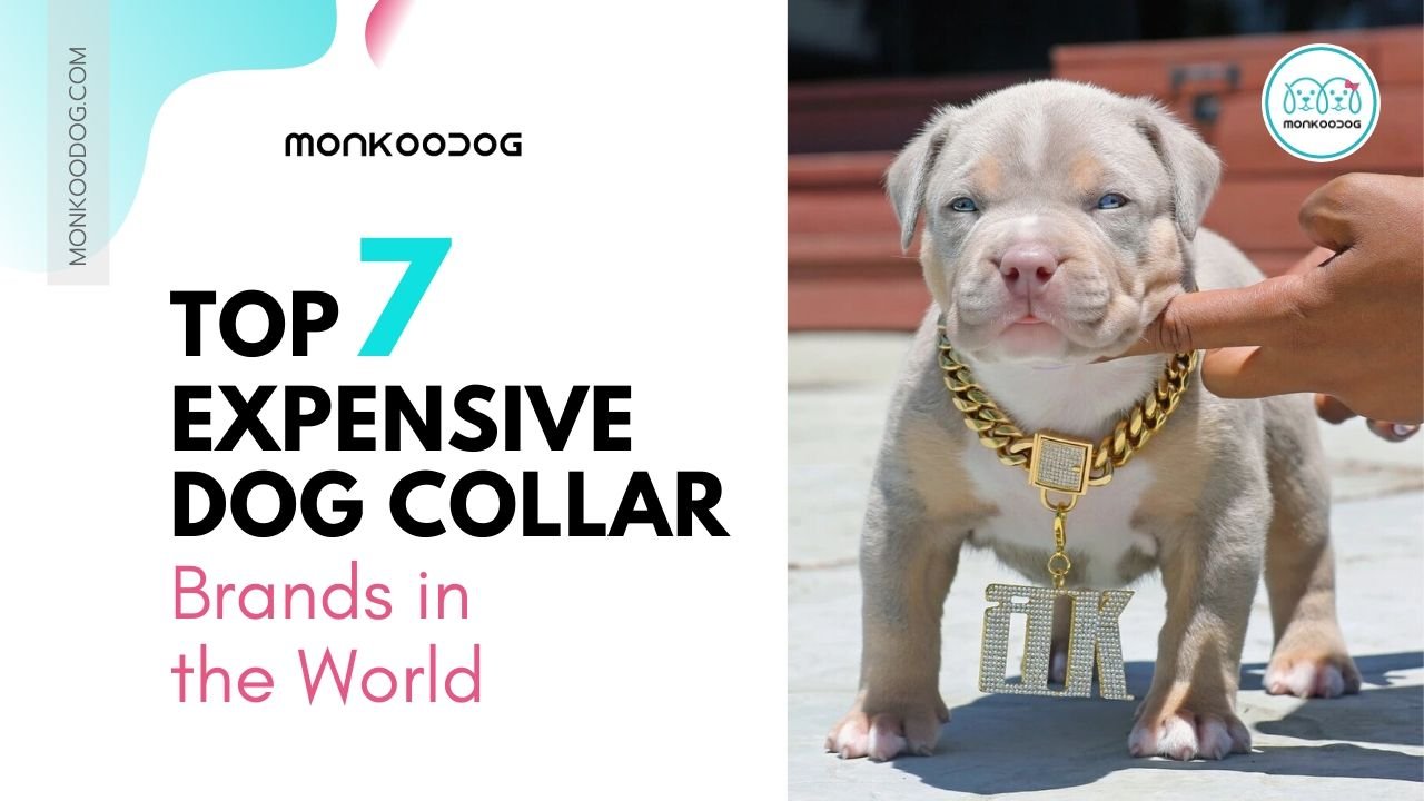 14 Luxury Dog Collars By High-End Brands That Might Surprise You