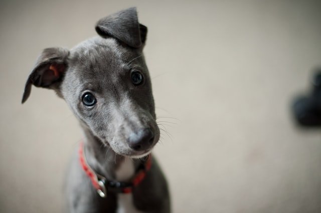 Whippet