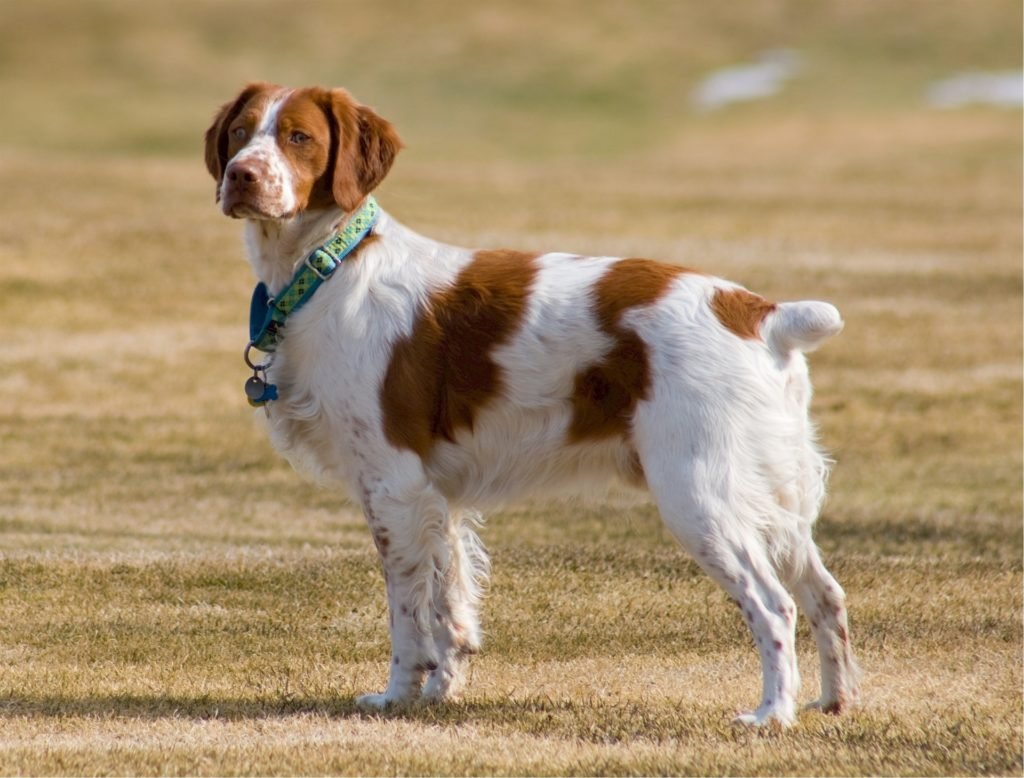 brittany-spaniel