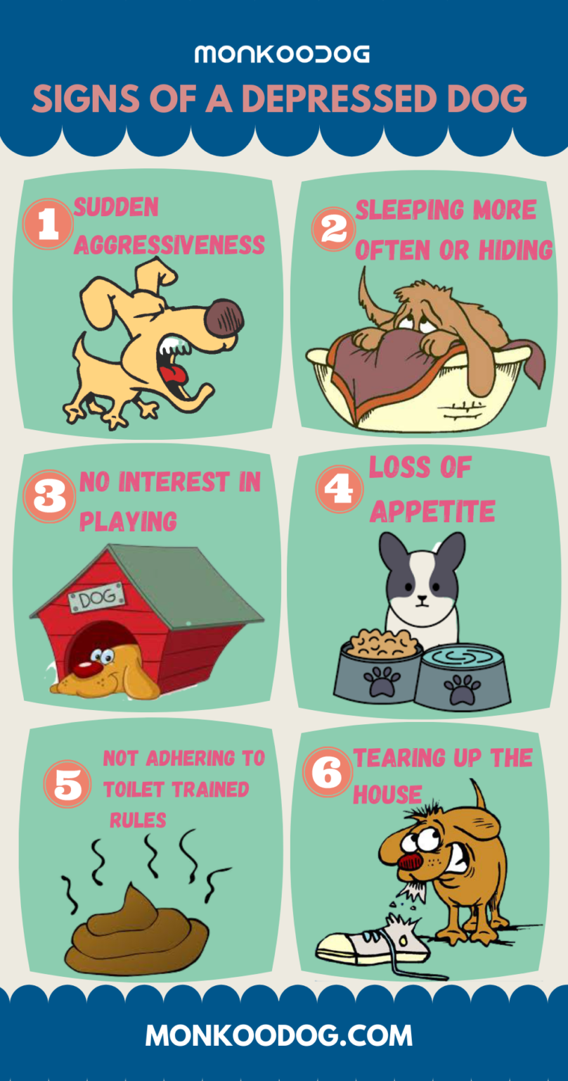 6 SIGNS OF A DEPRESSED DOG Monkoodog