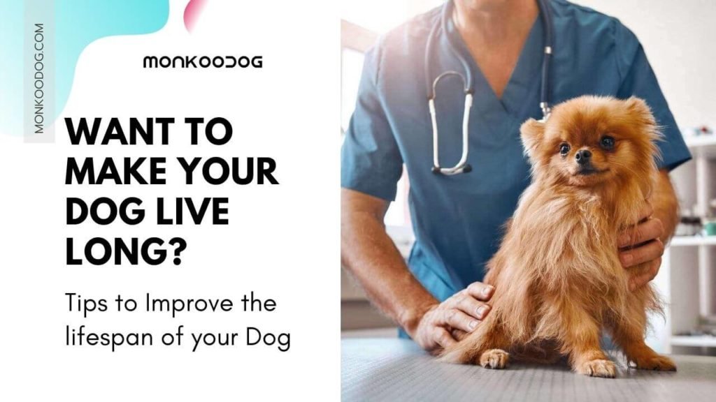 10 Tips to Increase the Lifespan of your Dog Monkoodog