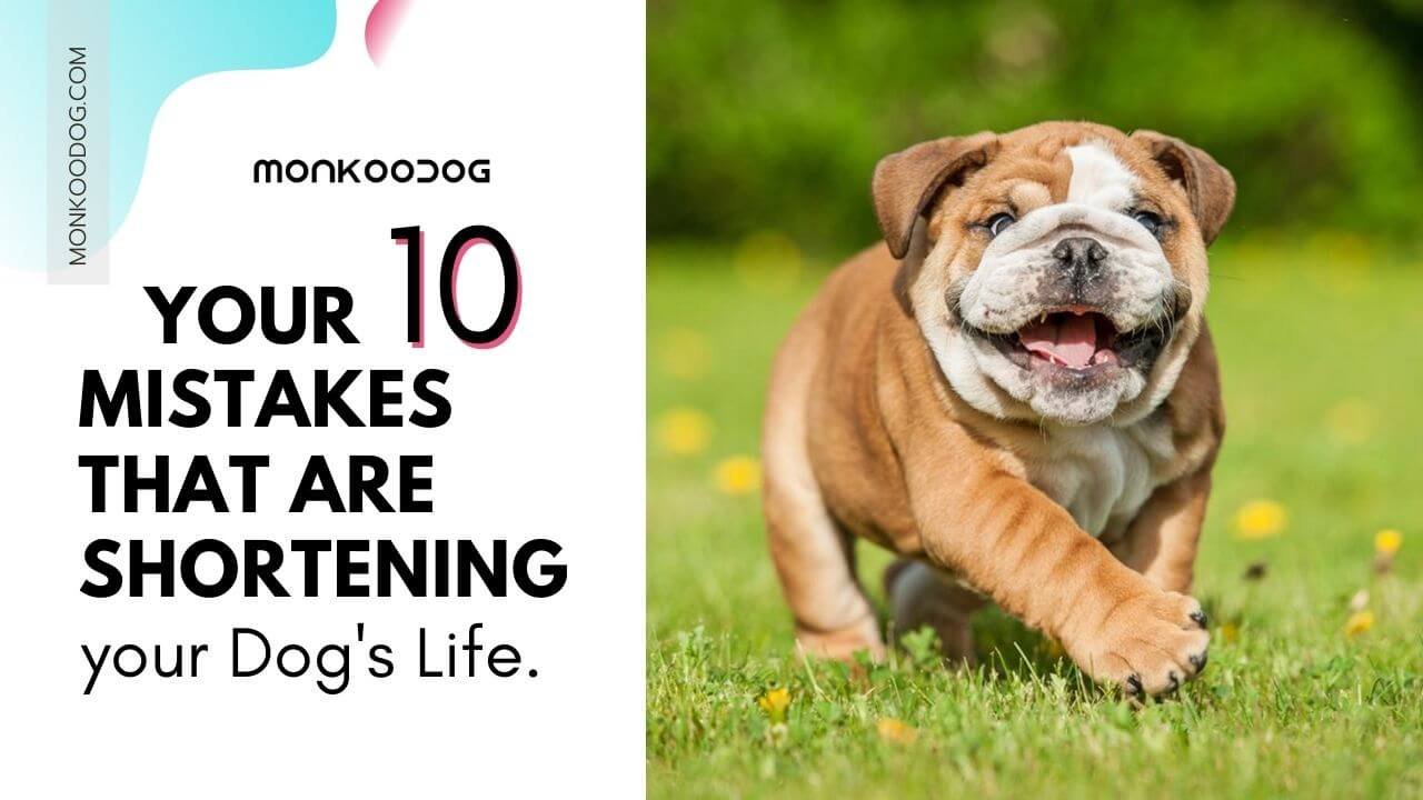 does spaying a dog shorten its life