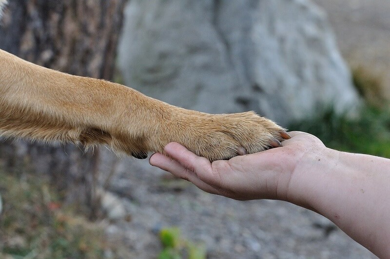 Check your dog’s paws regularly