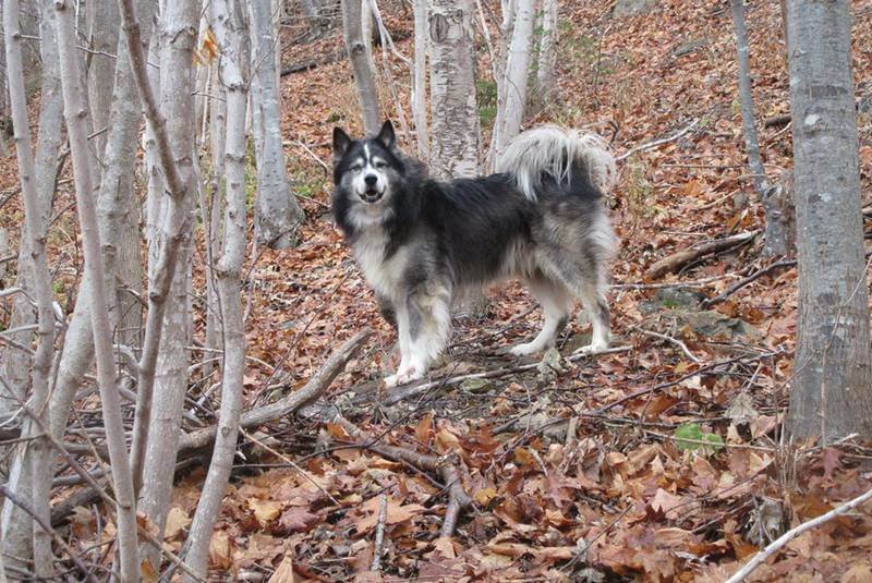 Cooper, an eight-year-old husky owned by the family of Arlene Fougere in Meat Cove