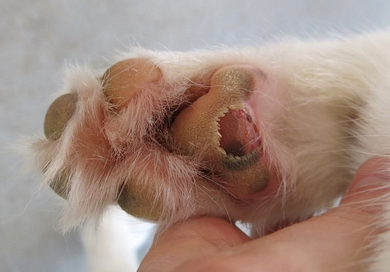 How Keep Dog's Paws Free From Infection - Monkoodog