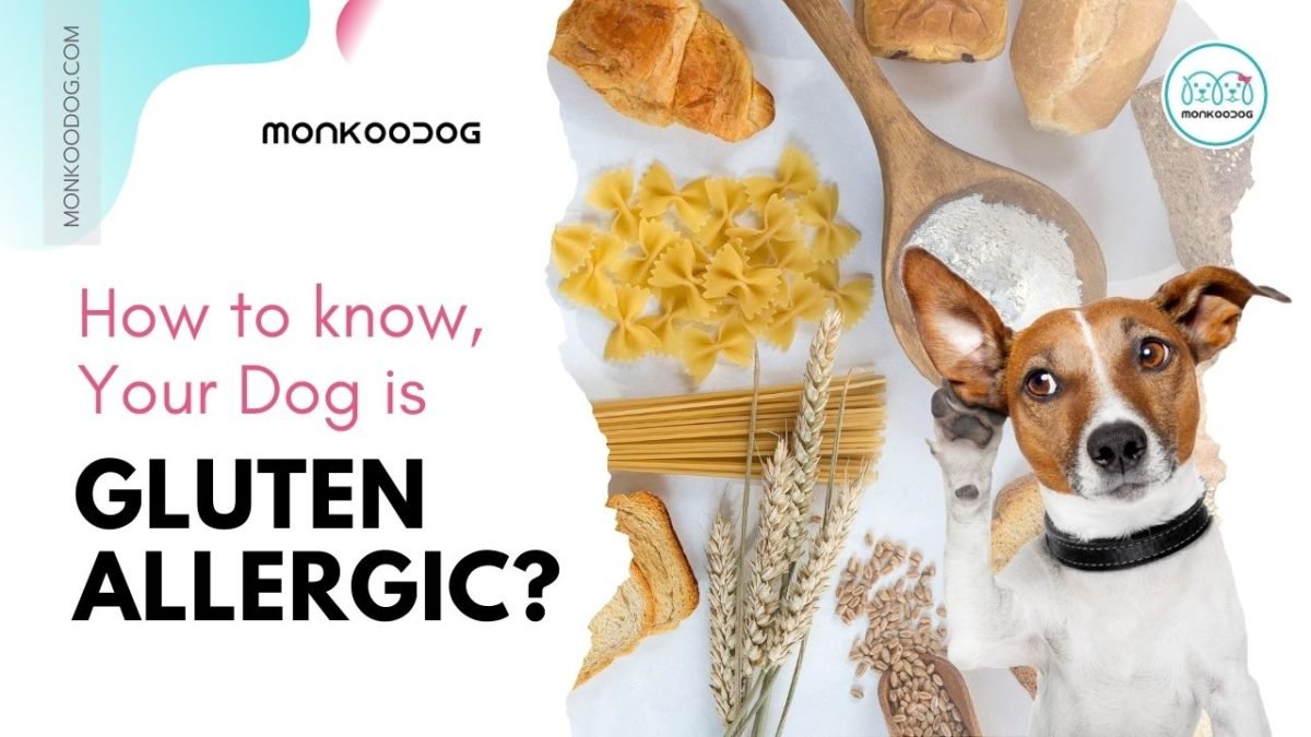 Does your Dog have Gluten Allergy Symptoms,Diagnosis Monkoodog