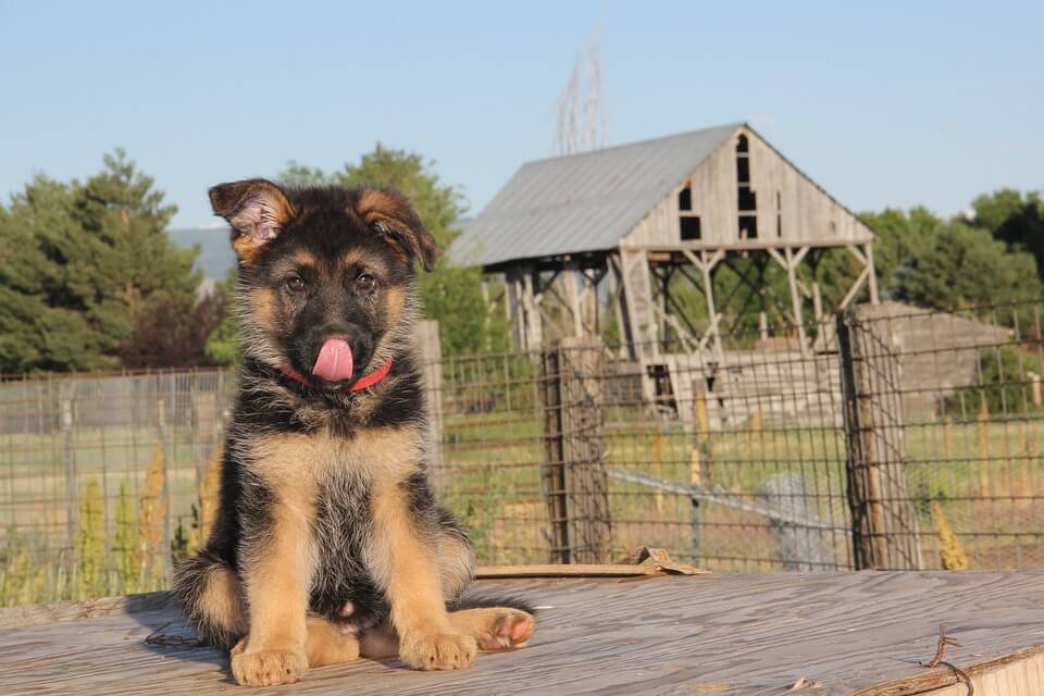 German Shepherd Puppy