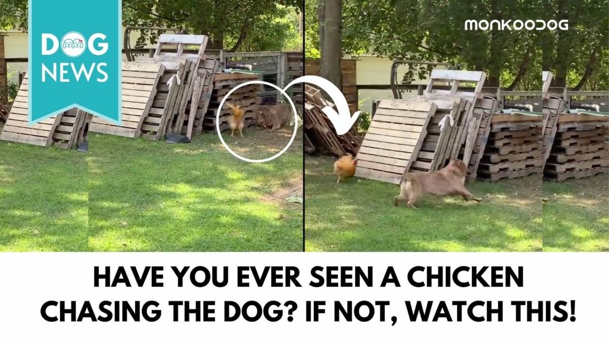 Hilarious Twitter video of a Chicken chasing a Dog Monkoodog