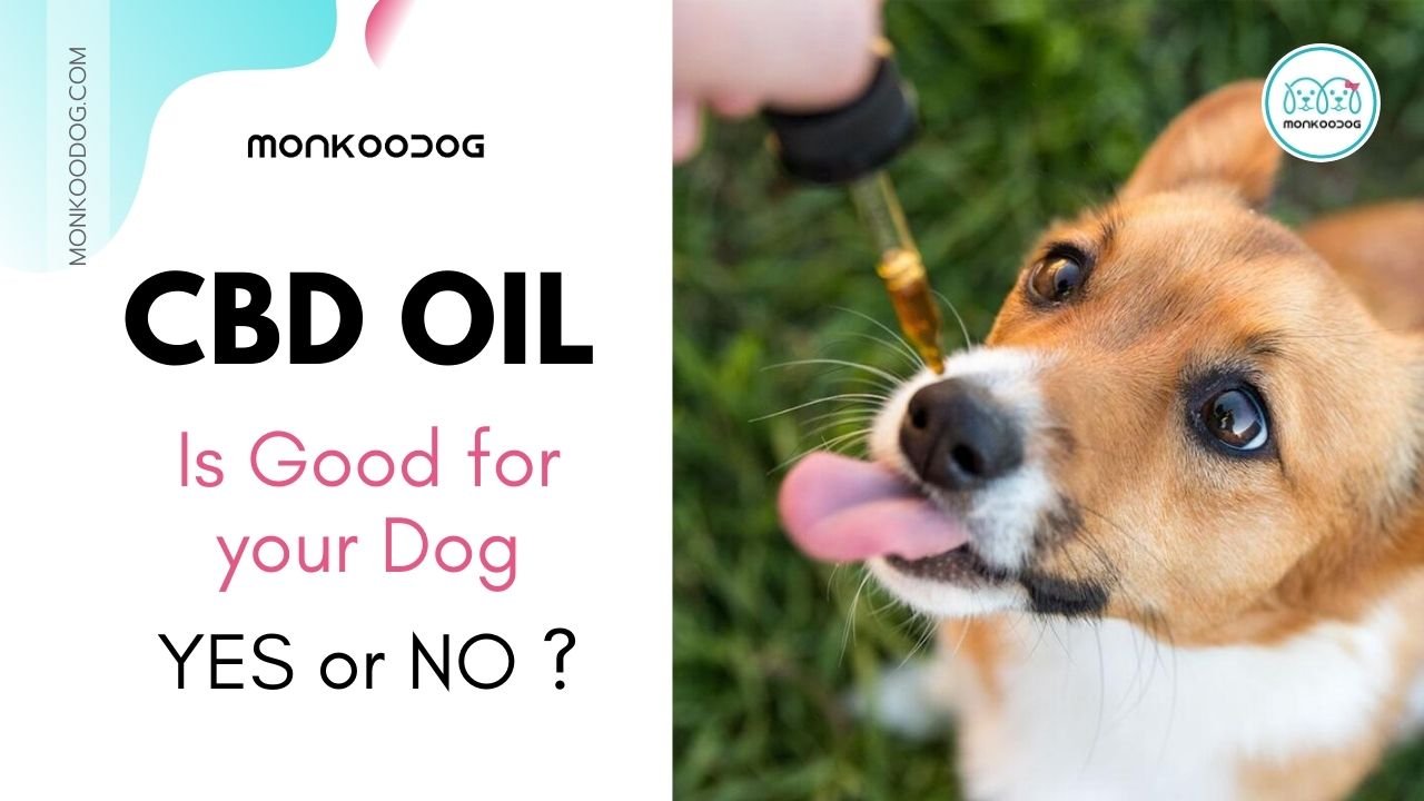 CBD Oil for Dogs What Is It and What Does It Do? Monkoodog
