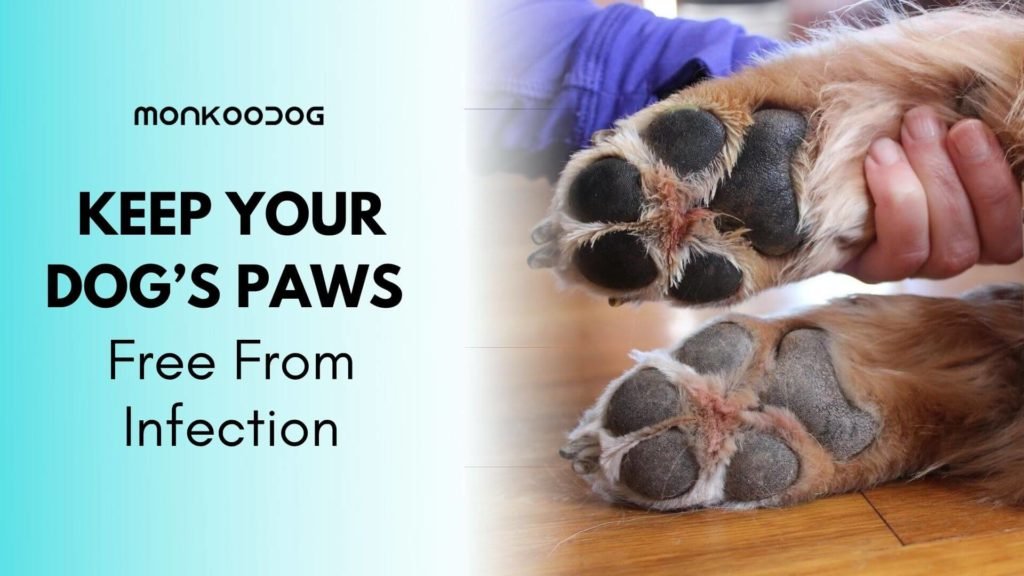 Keeping Dog’s Paws Free From Infection - Everything You Need to Know