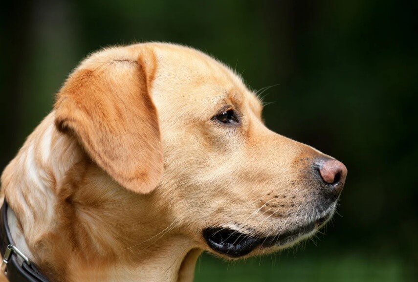 Won’t you love for your Labrador to live longer?