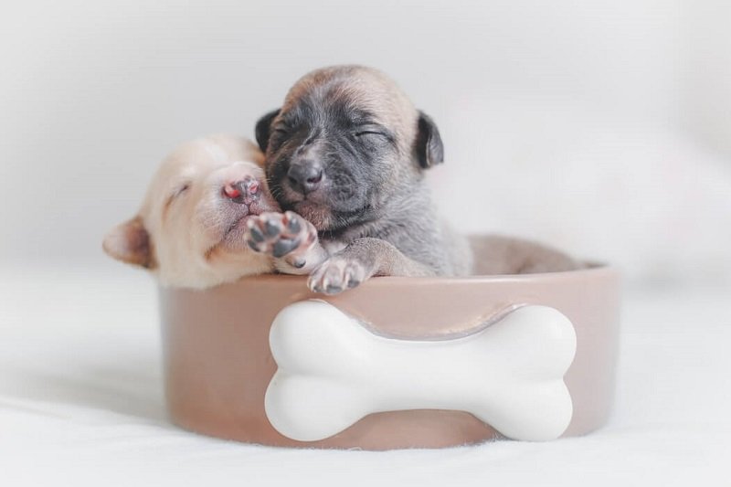 New-born puppies