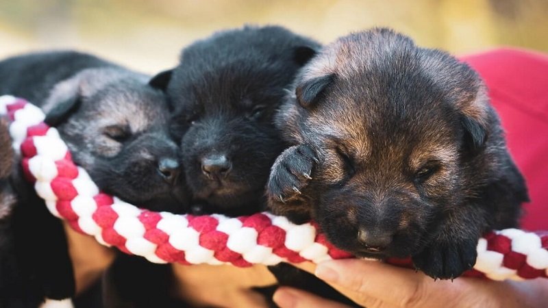 Newborn GSD puppies