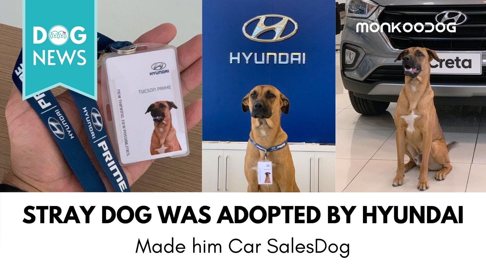 Stray Dog was adopted by Hyundai Showroom in Brazil. Made him Car Sales Dog