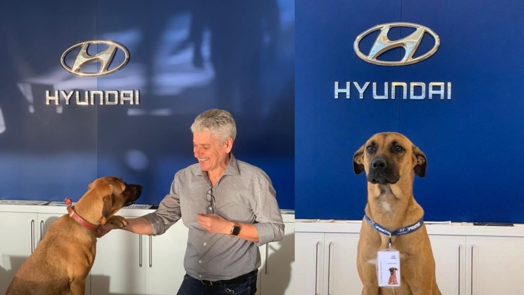 Stray Dog was adopted by Hyundai Showroom in Brazil. Made him Car SalesDog