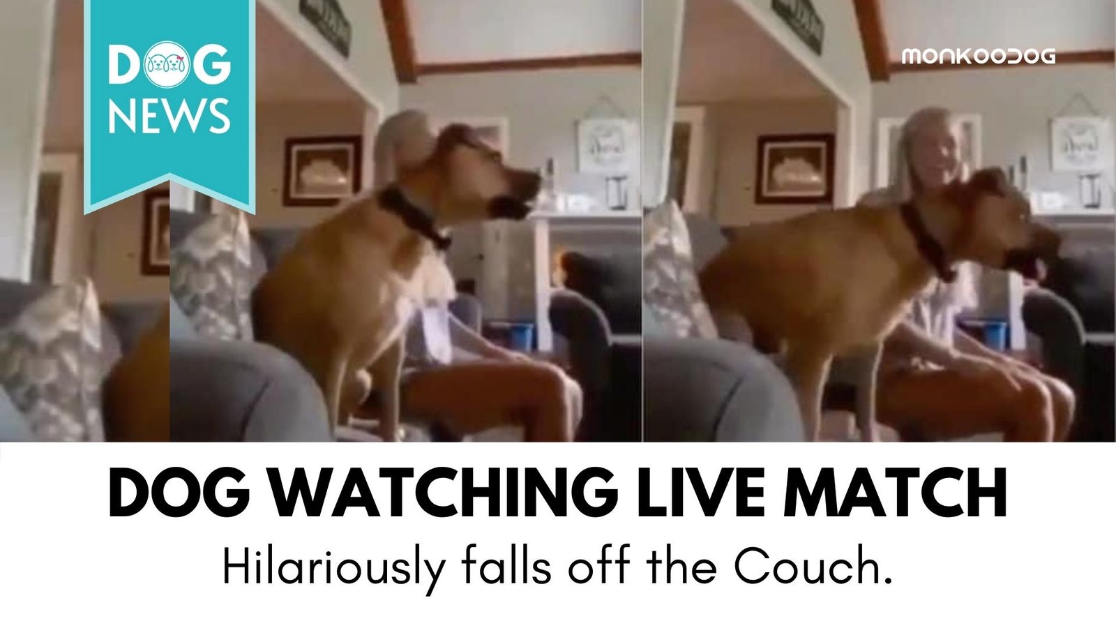 live dog tv