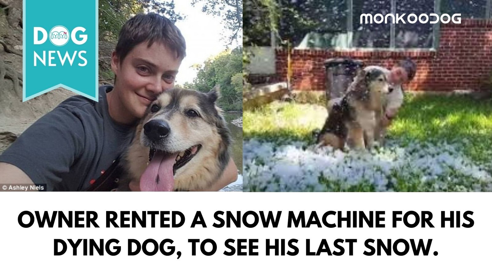 A Dog Owner rented a snow machine to show his dying dog the snow for the Last Time.