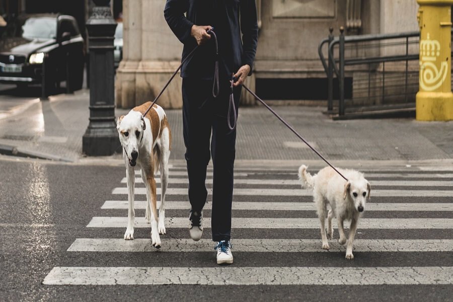 A man easily crosses the dog with his dogs