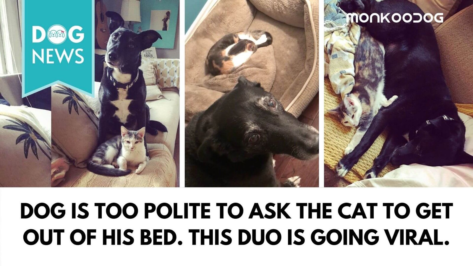 Dog Refuses To Ask His Cat Sibling To Move From His Bed - Monkoodog