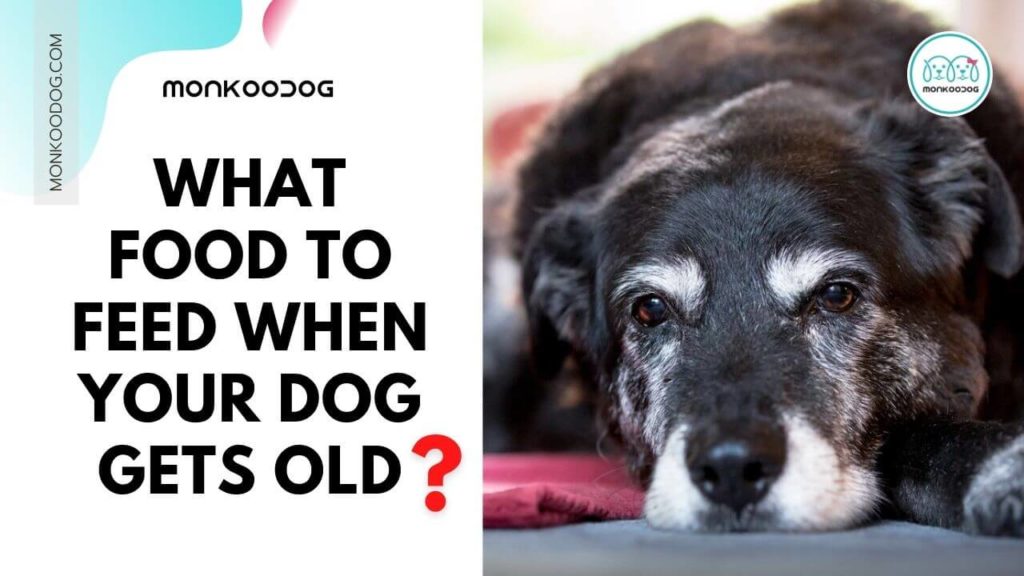 How to buy the best senior dog food
