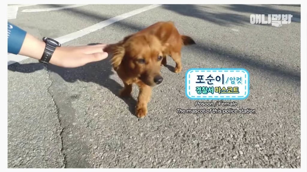 South Korean Police Station adopted a stray dog as their lucky mascot.