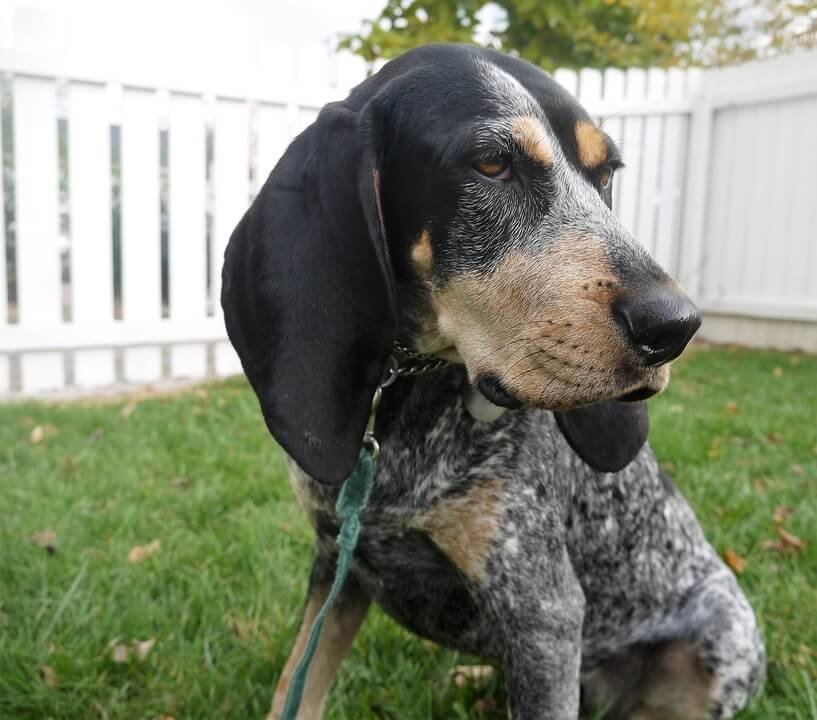 The Coonhound