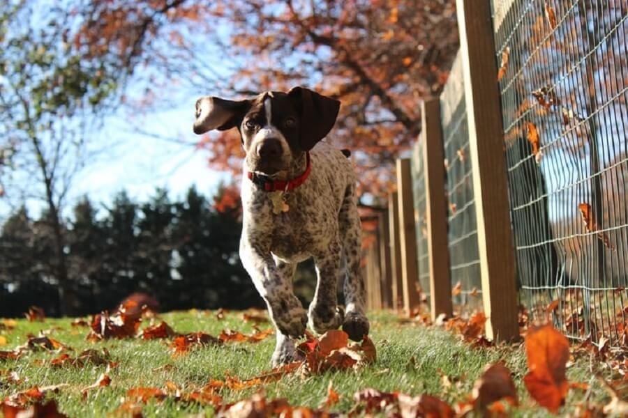 The Shorthaired Pointer