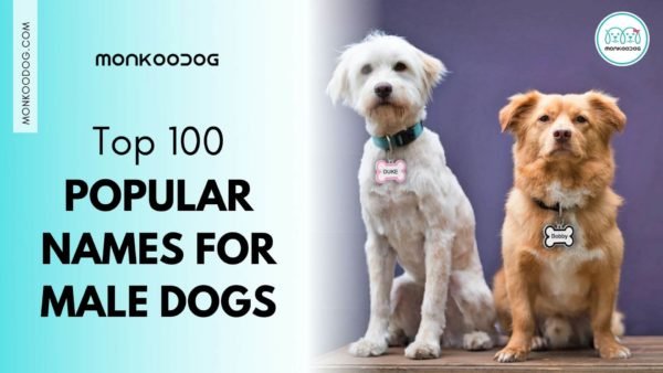 Top 100 Most Popular Male Dog Names - Monkoodog