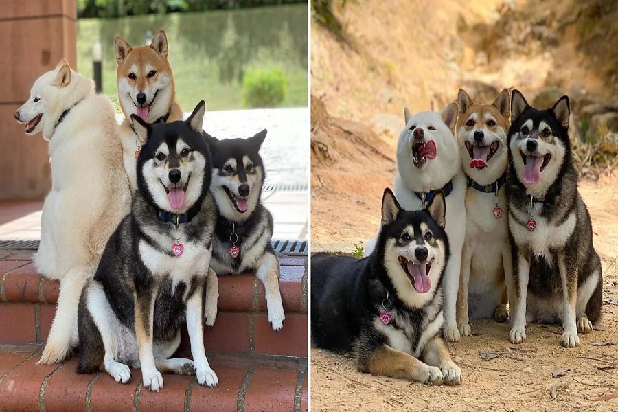 Unphotogenic-Doggo-Goes-Viral-For-Ruining-Group-Pics-We-Can-All-Relate