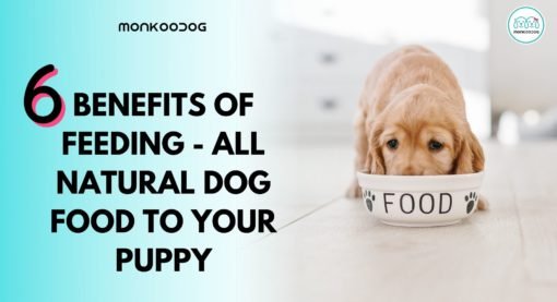 6 Benefits of Feeding Your Pup With All-Natural Dog Food