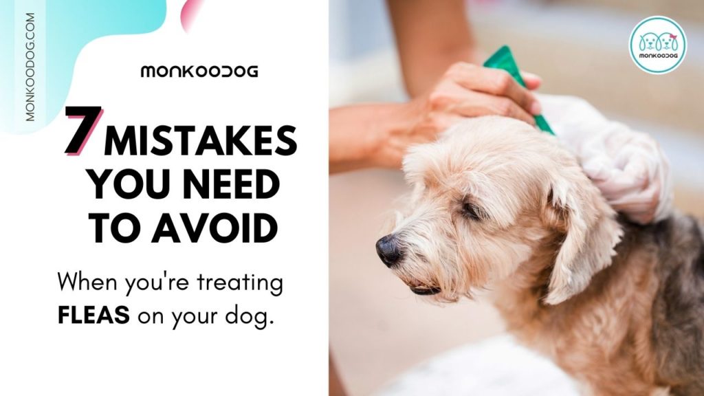 7 Mistakes You Need to Avoid When Treating and Preventing Fleas on Your Dog