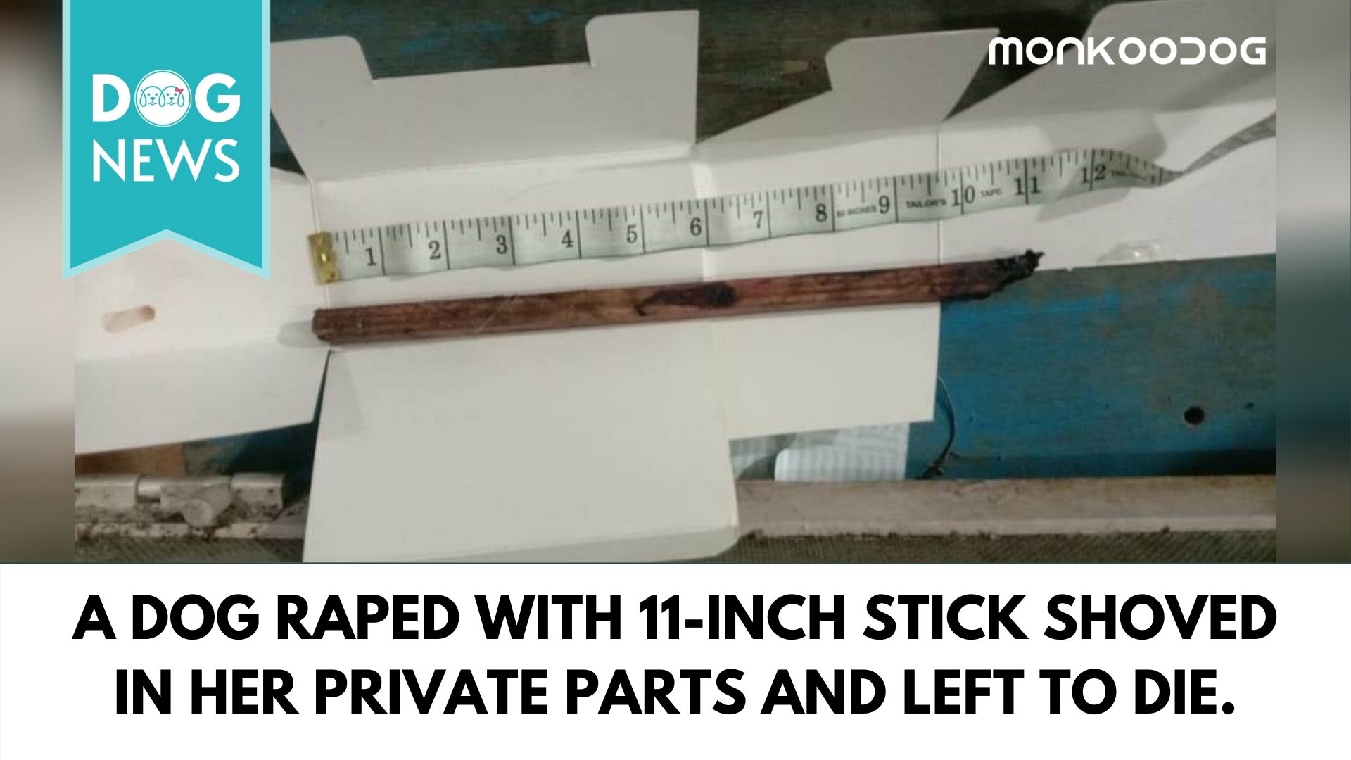 A dog got raped with an 11-inch wooden stick and left to die in Mumbai