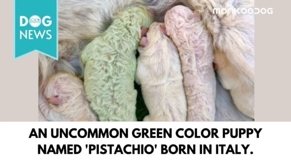 Rare green puppy named Pistachio born in Italy - Monkoodog