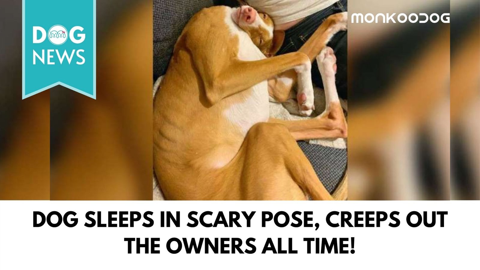 Dog Sleeps In A Funny Pose For Halloween