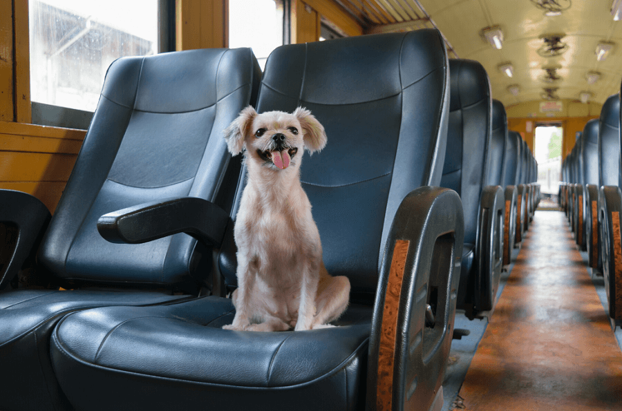 travel train with dog