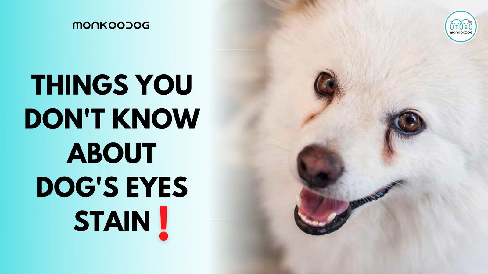 Everything You Need To Know About Dog Tear Stains Monkoodog