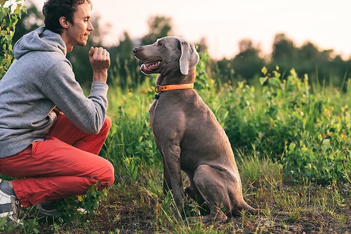 Keep My Dog From Eating Grass