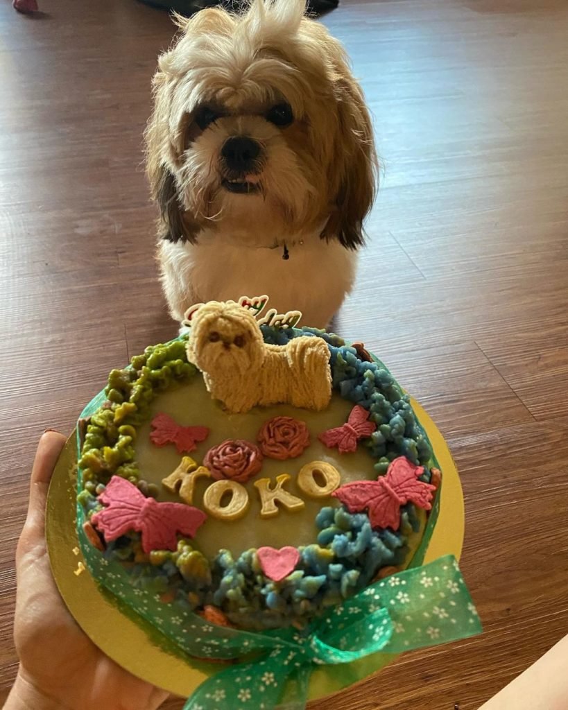 Pet Dog Koko