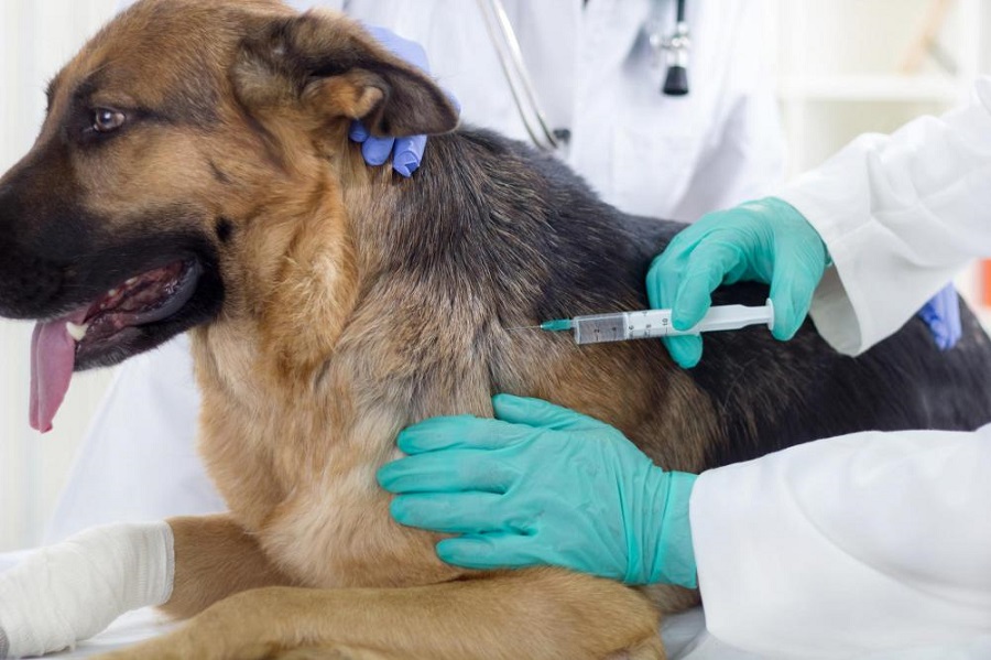 Pet-vaccination-protect-both-animals-and-human-beings