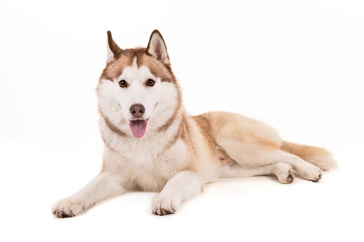 what did huskies evolve from
