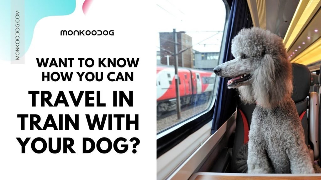 Top Tips For Travelling On A Train With Your Dog