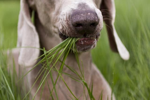 Why Dogs Eat Grass