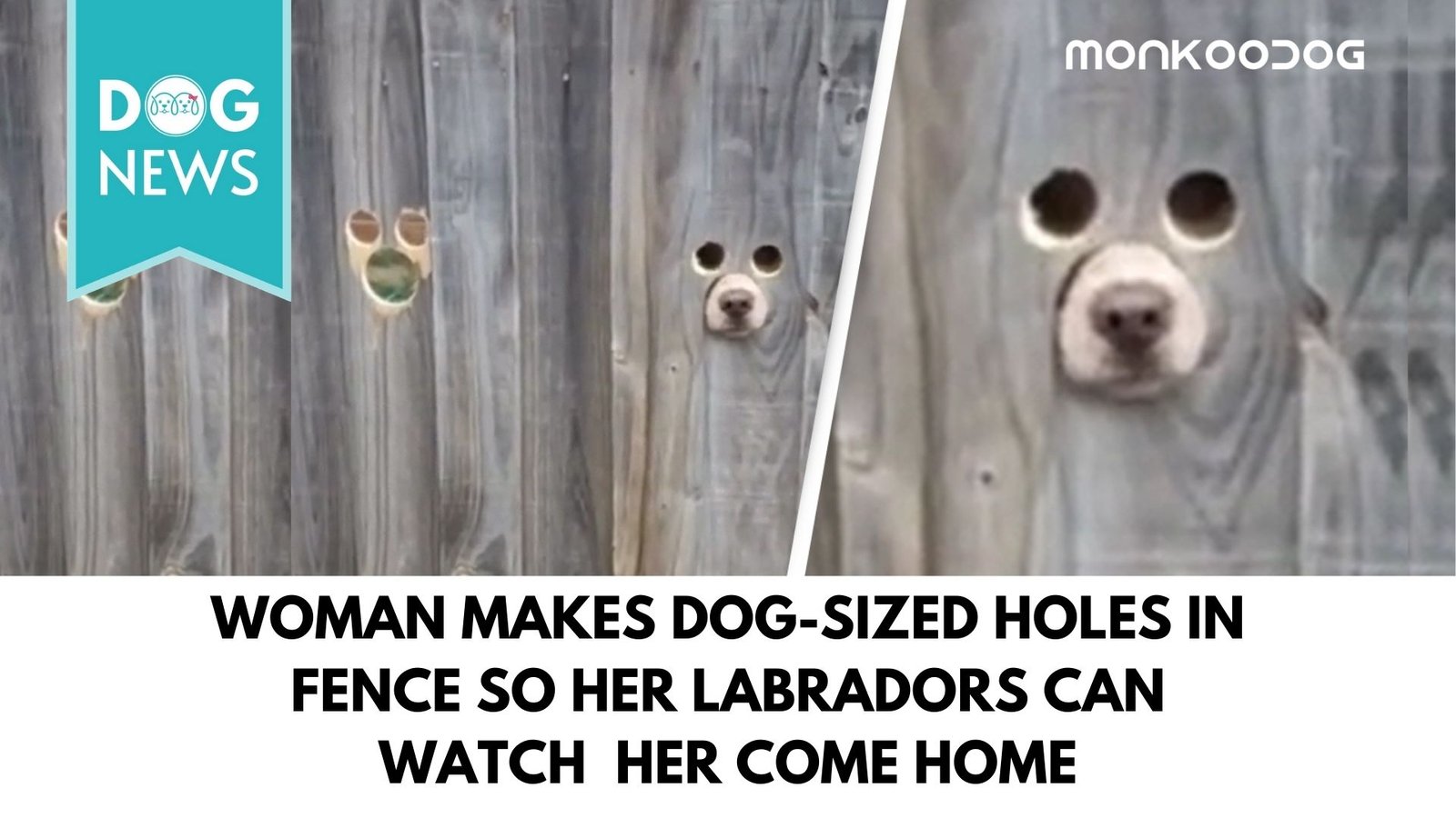 Woman Makes Dog-Sized Holes In Fence So her Labradors Can watch her come home