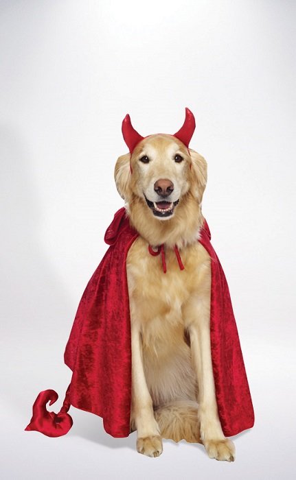 pets_devil