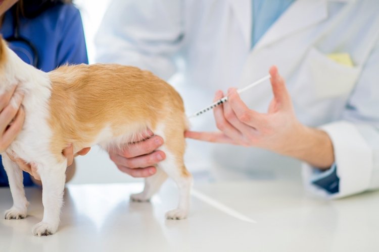 vaccinating your dog so important