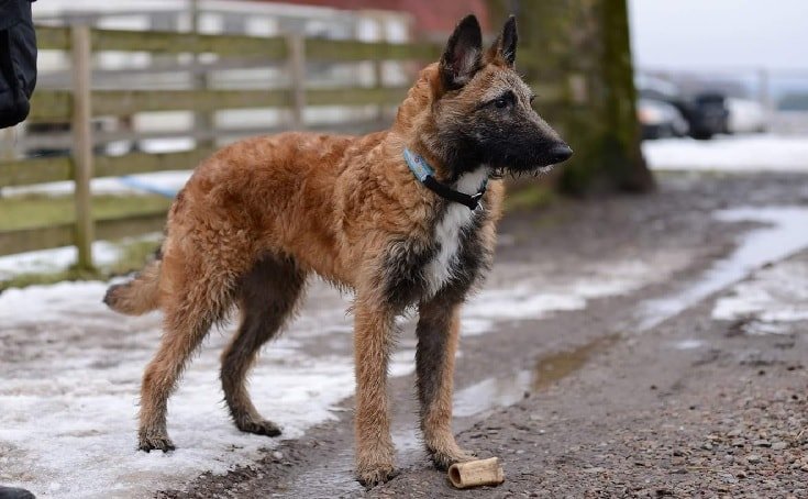 All-About-Belgian-Laekonois-Dog-Breed