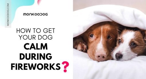 Dog Scared Of Fireworks? 3 Ways To Get Your Dog Calm Down During Fireworks