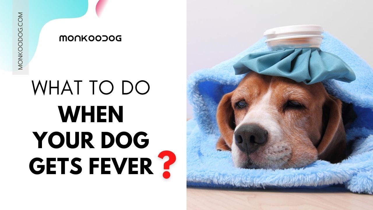 how to treat dog fever at home