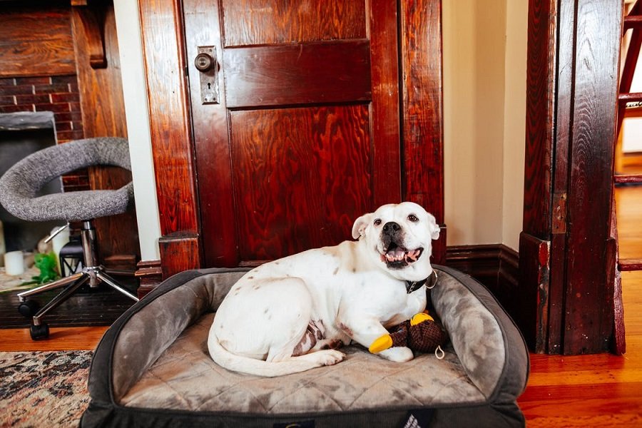 Keep your dog safely inside