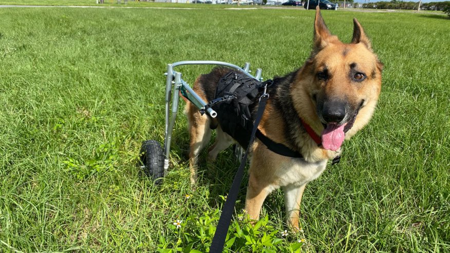 Manatee County rescue dog walking